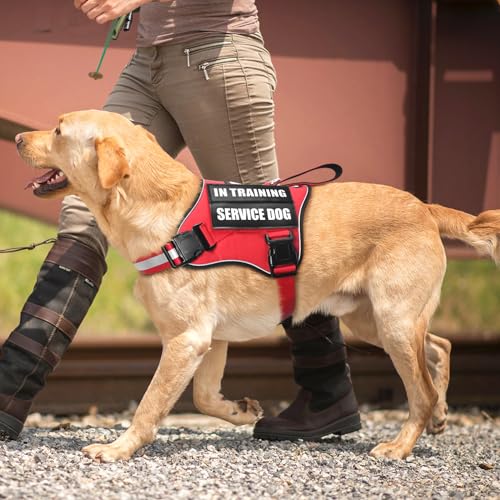 Service Dog Vest Harness and Leash Set+10 Patches,No Pull&Adjustable Reflective Dog Harness with Soft Padded Handle for Training/Everyday,Fit Small/Medium/Large/Extra-Large Dogs(Red L) - color: Red, size: Large