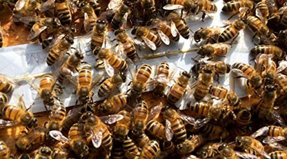 Bee Gym/Slim Gym Combo (1)