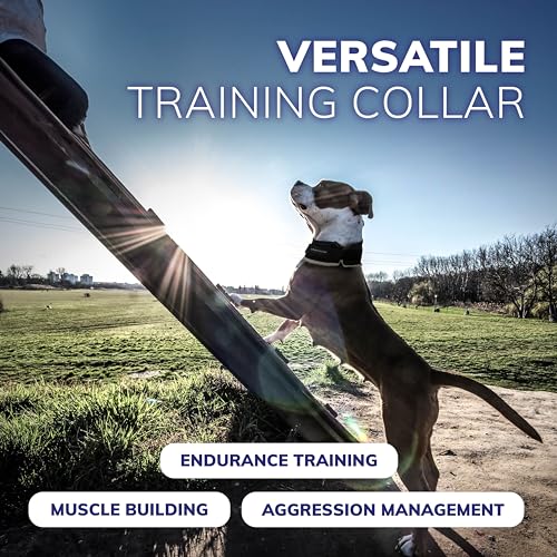 ActiveDogs Weighted Dog Collar for Muscle Building and Tactical Training - Dog Weighted Vest for Exercise - Includes 5x1lb Weights & Sheepskin Padding - Ideal for K9, Bully, Bull Terrier & More